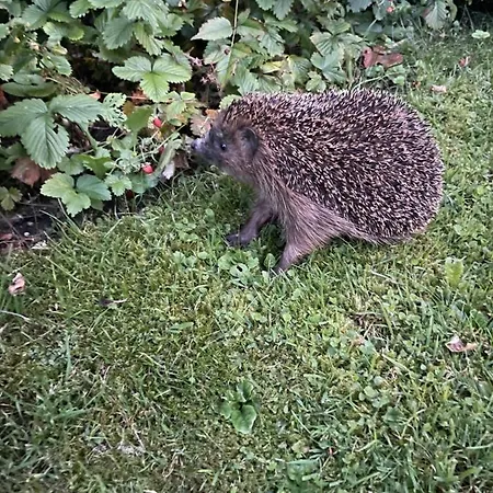 Familie Sappl Apartmán *